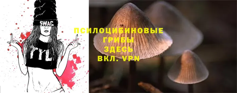 Псилоцибиновые грибы Cubensis  Невинномысск 